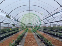Serre polytunnel en promotion, couverture en film plastique, serre économique multi-travées pour la culture des myrtilles à vendre