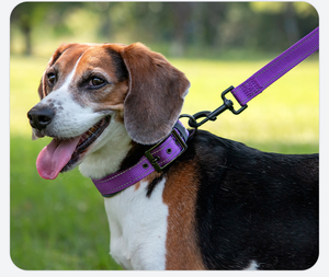 Collar de Perro Personalizado, Táctico, de Nailon con Patrón Sólido, Impermeable, Moderno y Lujoso <span class=keywords><strong>para</strong></span> Paseos al Aire Libre, con Logotipo Bordado y Cintas Simples - Product Image 4
