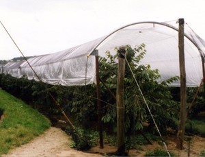 Bâche tissée en PE 140 g/m² stabilisée aux UV, <span class=keywords><strong>film</strong></span> tissé, bâche de protection contre la pluie pour vergers de cerises, couverture de toiture personnalisée, protection contre la pluie pour arbres fruitiers - Product Image 6