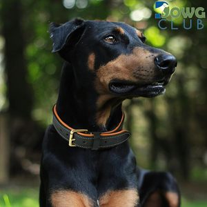 Collares de Perro de Cuero Genuino Hechos a Mano de Lujo, Resistentes, Ajustables y Acolchados con Color Personalizado para Perros y Gatos - Product Image 4