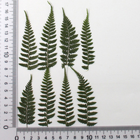 Daun Ginkgo, Pakis, dan Bambu yang Ditekan, Spesimen Tanaman untuk Kerajinan Resin DIY, Kit Kerajinan Scrapbook, Bingkai Foto, Pajangan Jurnal, Kerajinan