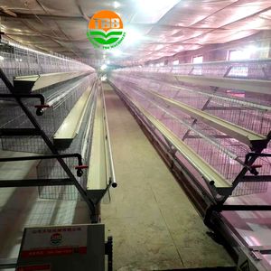 Pluimveehouderijapparatuur Een Kippenkooi Met Automatisch Eieropvangsysteem Automatisch Mestverwijderingssysteem - Product Image 3