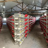Cage à cailles industrielle à étages avec convoyeur de déjections