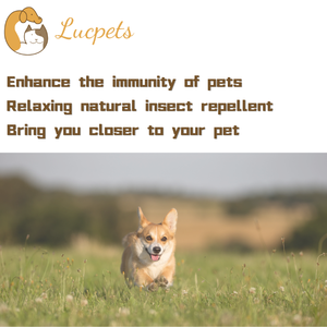 ODM OEM Complément alimentaire à mâcher essentiel pour les activités de plein air : une couche supplémentaire de protection naturelle - Product Image 3