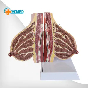 Modelo de Treinamento Médico Feminino: Modelo da Anatomia Interna da Mama Humana Durante a Lactação - Product Image 1