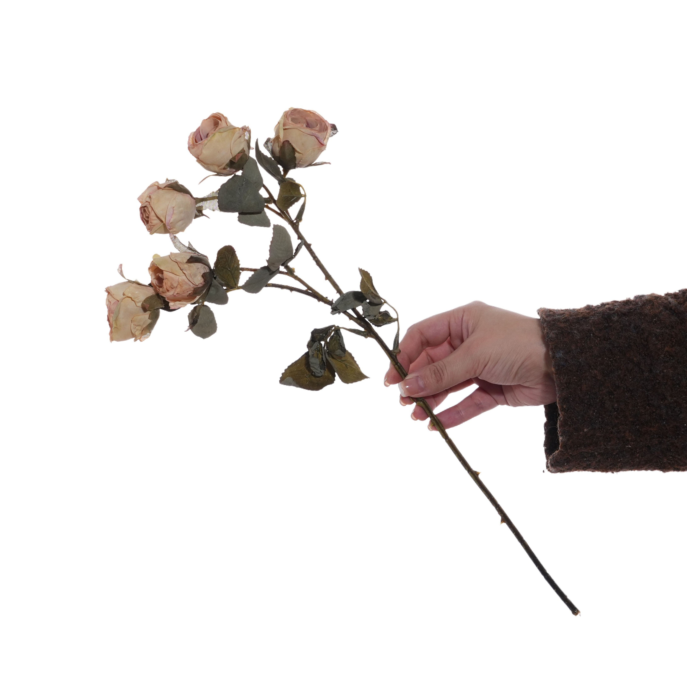Rose champagne