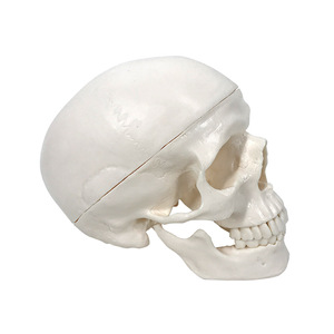 Modèle de crâne adulte, sculpture de crâne, échelle 1:1, pour l'enseignement et l'anatomie médicale. - Product Image 4