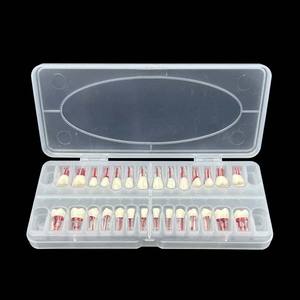 Modelo do canal radicular Endodontia Modelo dental dentes Endo dentais curvados para a prática - Product Image 2