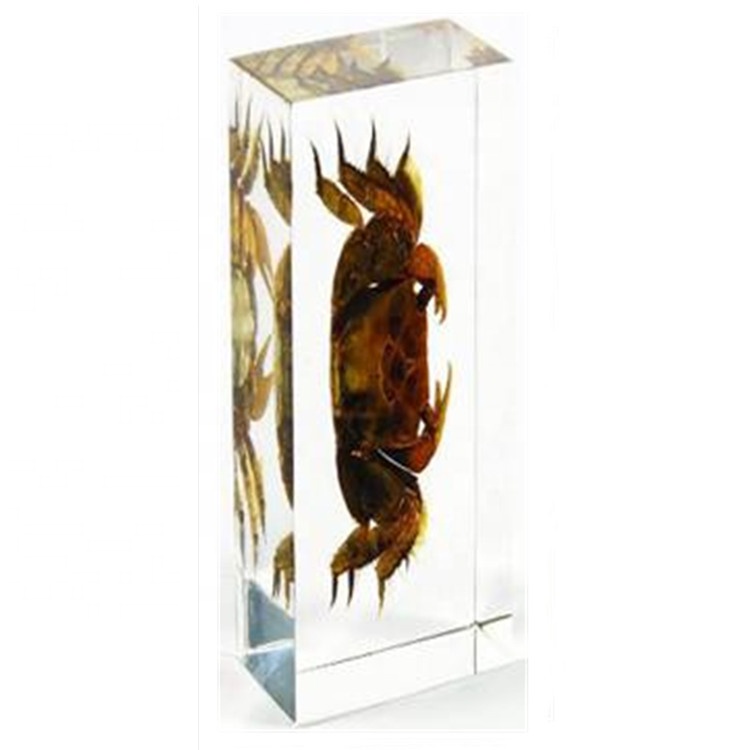 Crab Embedded Specimen Crab Resin Crafts Gift