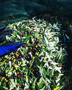 Nhựa cầm tay nông nghiệp Olive lưới từ Trung Quốc nhà máy Olive thu hoạch Net - Product Image 3