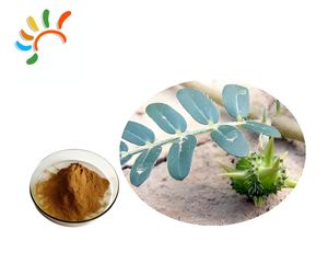 Hoge Kwaliteit Food Grade <span class=keywords><strong>Tribulus</strong></span> <span class=keywords><strong>Terrestris</strong></span> Kruidenextract Poeder 40% 90% Saponinen Fabriek Groothandel - Product Image 1