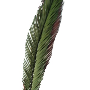<span class=keywords><strong>Cycas</strong></span> <span class=keywords><strong>Revoluta</strong></span> สำหรับจัดงานแต่งงานดอกไม้ที่เก็บรักษาไว้ตามธรรมชาติ - Product Image 2