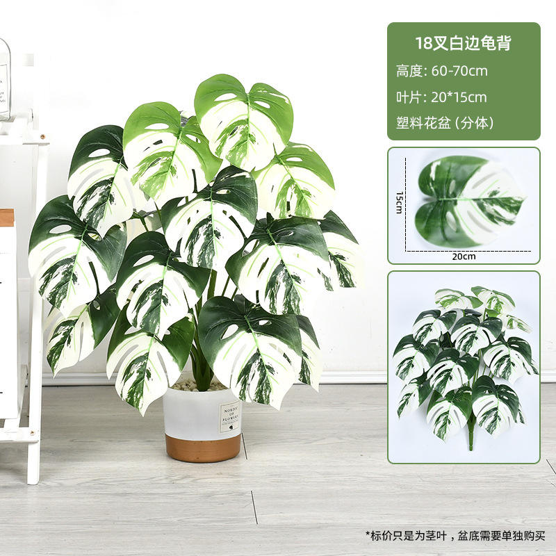 18 fourchettes blanches côté tortue dos-60-70cm