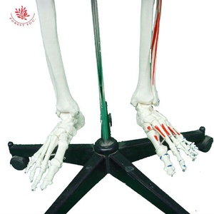 Mô hình bộ xương người thật frt002a W/nửa cơ thể màu cơ bắp bắt đầu và điểm kết thúc 176cm mô hình khoa học y tế - Product Image 4