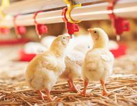Système d'alimentation automatique pour volailles, ligne d'alimentation des poulets de chair et ligne d'abreuvement, équipement d'élevage pour élevage de poulets