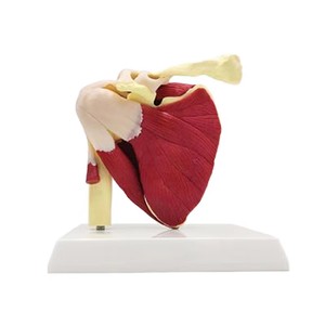 Modelo de Ciencia Médica a Escala Real de Articulación del Hombro <span class=keywords><strong>Humano</strong></span> con Músculos <span class=keywords><strong>y</strong></span> Ligamentos - Product Image 3