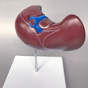 Modèle anatomique du foie humain de haute qualité et au meilleur prix pour l'enseignement et l'apprentissage de la <span class=keywords><strong>biologie</strong></span> - Product Image 3
