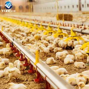 Otomatik Broiler kanatlı tava besleme ve tavuk nipel içme sistemi için çiftlik ekipmanları