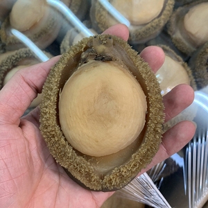 Concha hervida de carne de abulón salvaje congelada textura Natural sin aditivo limpio IQF embalado para exportación a granel - Product Image 2