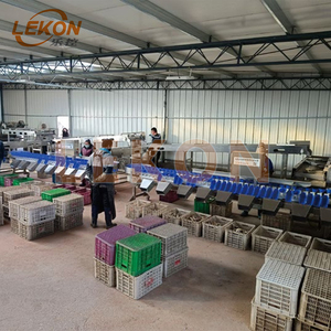 High Efficiency Automatic LEKON Yellow <strong>Croaker</strong> Fish Chicken Duck Goose Wing Sorting Equipment Slaughtering Machine - Product Image 4