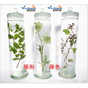 Los herbáreos mantienen la forma y el color originales de las plantas durante mucho tiempo; preservación y restauración de plantas. - Product Image 1