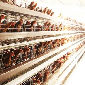 Poultry Farming One Set Poultry Cages A Type Battery Layer Chicken Cages for 500 Chicken Egg Layer Cages