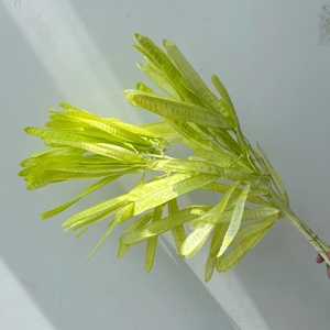 2026 New Products Preserved Dried Lentil Pod <strong>Flower</strong> Bulk Prices High Quality Wedding Decor Mother's Day DIY Gift Graduation - Product Image 5