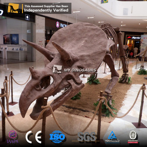 Mi Dino Dinopark tamaño de vida dinosaurio exposición esqueleto Triceratops de mis dinosaurios - Product Image 3