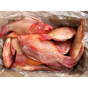 Tilapia Rouge Entière Congelée de Haute Qualité, Naturelle, Élevée en Ferme, Certifiée <span class=keywords><strong>BAP</strong></span> et ASC, Vente en Gros - Product Image 3