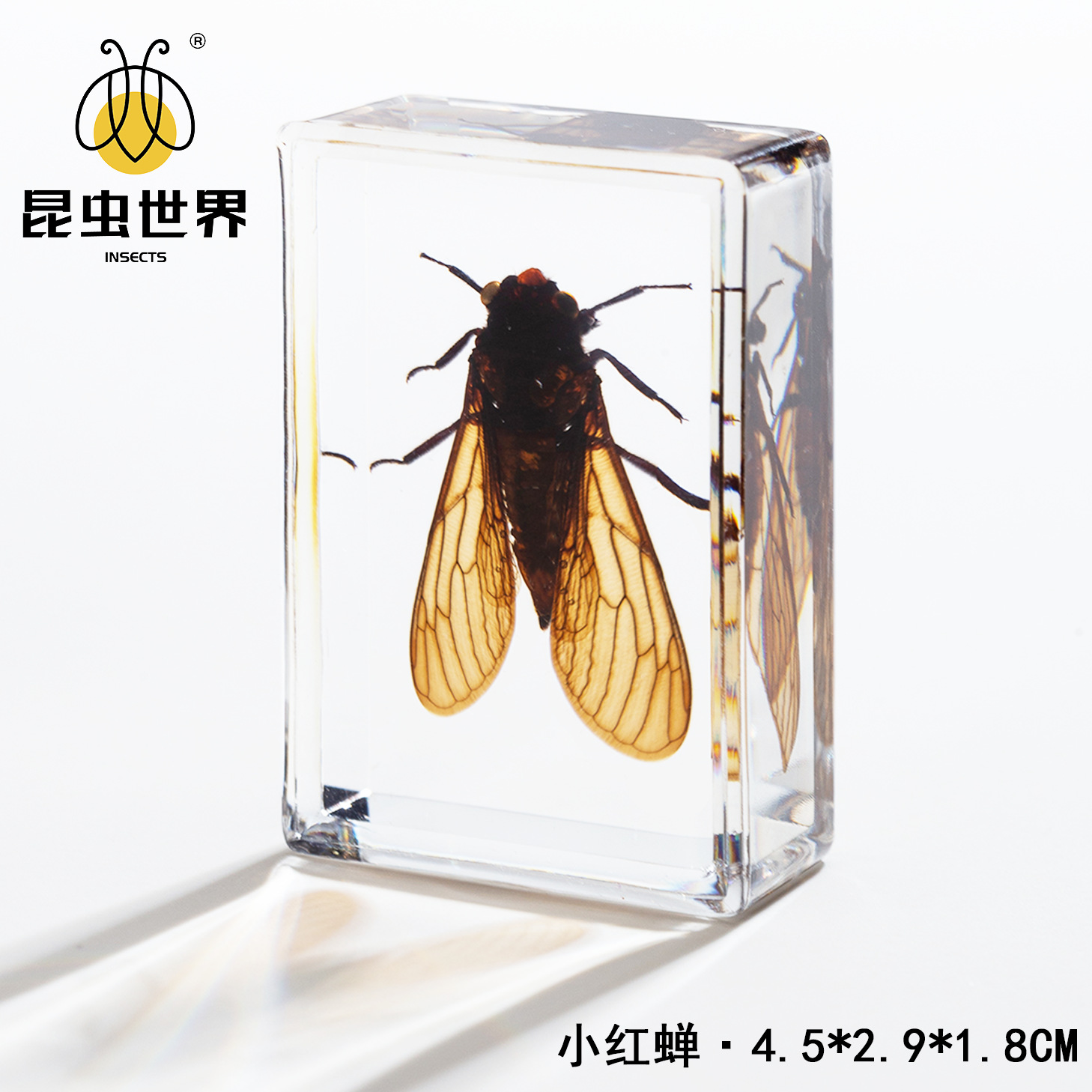 Little red cicada-452918cm