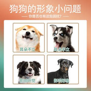 Autocollants pour la pose des oreilles de chien en gros, adaptés aux Dobermans, Shiba Inus et Berger Allemands. - Product Image 3