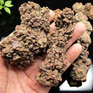 Coprolita Natural en Bruto, Heces de Dinosaurio Fossilizadas, Minerales Crudos, Piedra Mascota de la Tierra - Product Image 4