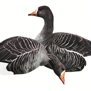 Wholesale PP Silhouette Specklebelly Goose <b>Decoy</b> Anti-Reflective <b>Hunting</b> Gear - Product Image 2