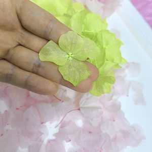 Fleur naturelle au toucher réel, pétales préservés, rose <span class=keywords><strong>crème</strong></span> blanc pur, grande feuille d'hortensia Anna, biodégradable pour confettis de mariage - Product Image 5