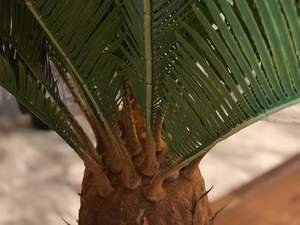 ต้นบอนไซเทียมคุณภาพสูง ขายดี ต้นปาล์มซาโกจำลอง สำหรับตกแต่งภายในและภายนอกบ้าน ห้องนั่งเล่น สวน บ้าน ห้างสรรพสินค้า - Product Image 4