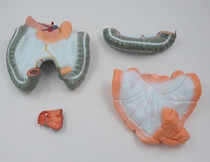 Modelo de enseñanza de la anatomía del intestino grueso del sistema digestivo humano de la ciencia médica del yeyuno humano Ileum Colon - Product Image 5