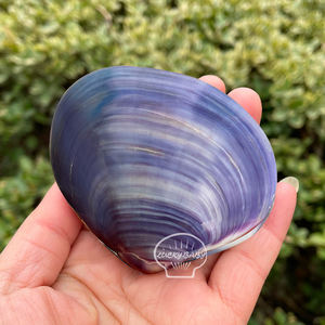 Concha <span class=keywords><strong>de</strong></span> Almeja Natural <span class=keywords><strong>de</strong></span> Color Brillante, Concha <span class=keywords><strong>de</strong></span> Almeja Morada <span class=keywords><strong>de</strong></span> Doble Capa, Venta al por Mayor <span class=keywords><strong>de</strong></span> Artesanías para Exhibición en Ventanas - Product Image 1