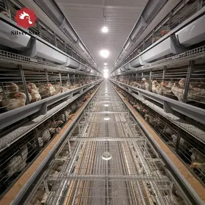 Poulet couche cage pour ferme avicole en zambie