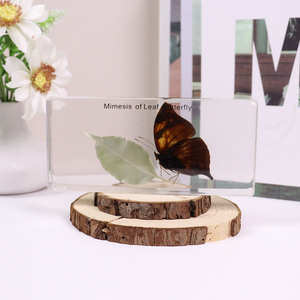 Venta al por mayor de especímenes de resina de taxidermia de mariposas con imitación de hojas de animales reales, equipo didáctico para escuelas secundarias - Product Image 1