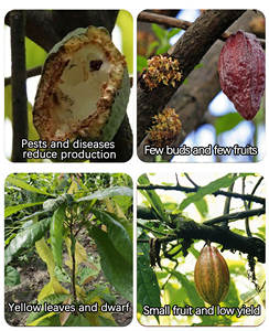 <span class=keywords><strong>Engrais</strong></span> Liquide Organique à Libération Lente Rosia Cocoa Tree Spécial Acides Aminés Azotés 260g/L N <span class=keywords><strong>pour</strong></span> Apport en Surface pH 7-8 Rapide - Product Image 3