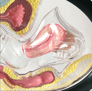 Modelo Anatómico Uterino Transparente Visible, Material Ecológico, Estándar Europeo, Pintura Avanzada No Tóxica, Vic Science Medical - Product Image 3