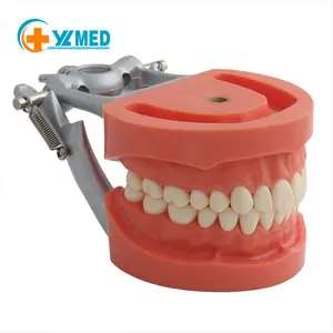 Modello dentale di fabbrica modello di studio dentale con denti rimovibili Standard con gomma morbida rossa