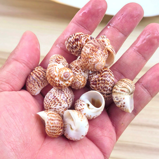 1.5-4.0cm Natural Polished Conch Shell Seashell Love Theme Bird Egg Scallops Hermit Crab Spare Replacement Fish Landscaping