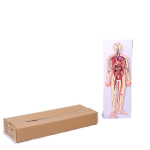 Modelo Premium <span class=keywords><strong>del</strong></span> Sistema Circulatorio <span class=keywords><strong>Humano</strong></span> de PVC - Modelo Anatómico para Enseñanza Escolar, Descubre los Secretos <span class=keywords><strong>del</strong></span> <span class=keywords><strong>Cuerpo</strong></span> - Product Image 1