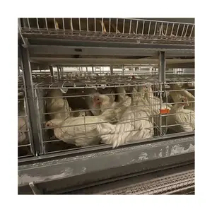 Fourniture de cage de ferme avicole Type H automatique 3 niveaux 4 niveaux poules pondeuses Cage de poulet multifonctionnelle fournie nouveau produit 2023