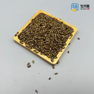 Cina tradizionale erba essiccata semi di <span class=keywords><strong>Cassia</strong></span> singole spezie nero tipo di lavorazione grezza disponibile pezzo Stick - Product Image 4