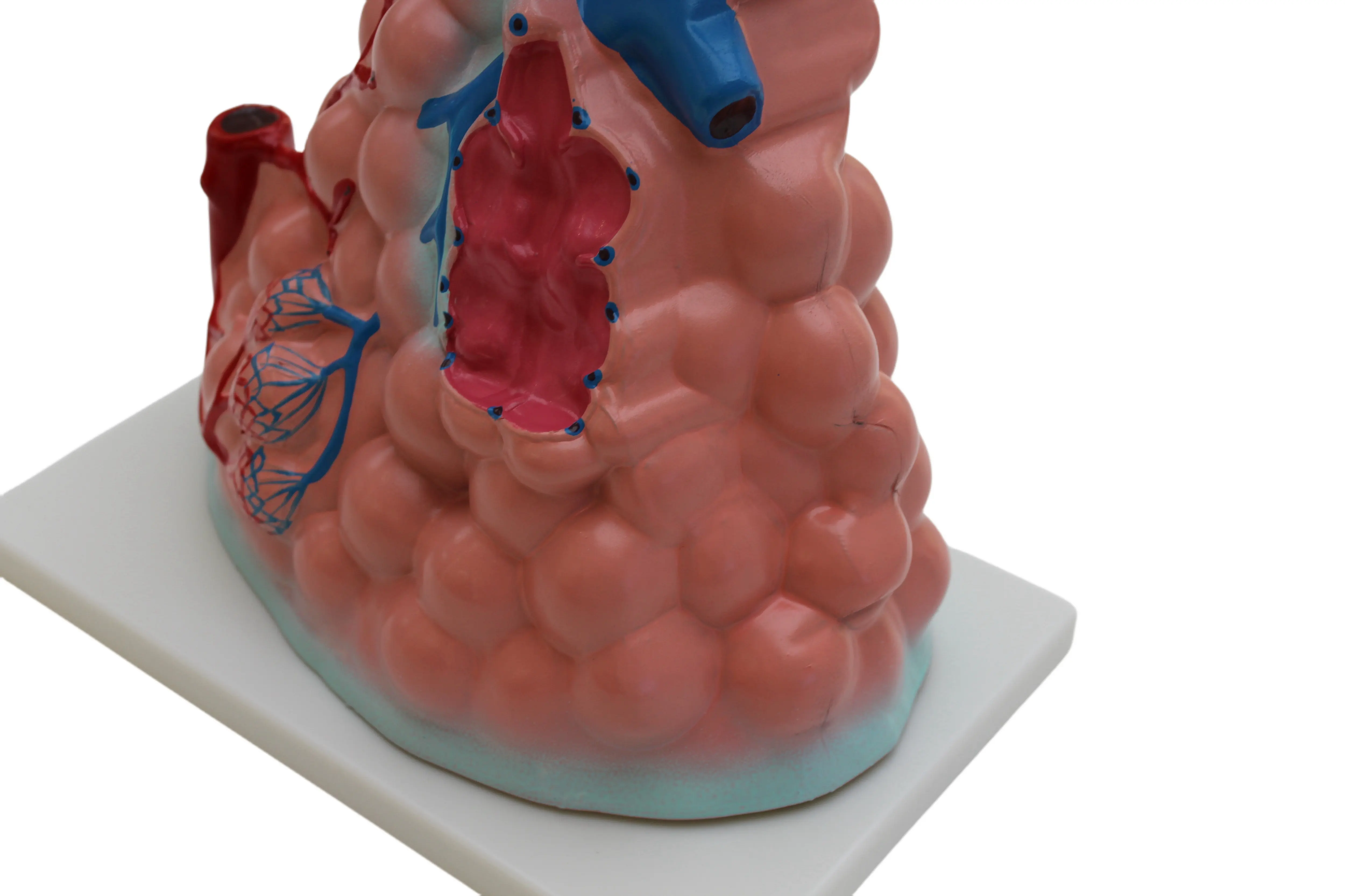 İnsan dokusu yapısının yüksek kaliteli biyolojik modeli akciğer fonksiyonu alveolar modeli