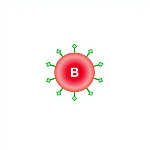<span class=keywords><strong>ABO</strong></span> 혈액형 모델 - Product Image 4