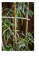 Treillis en bambou naturel Support de pression en bois traité thermiquement pour lit de jardin fleuri Clôture Treillis et portails