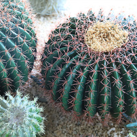 Cactus artificiel réaliste en forme de baril, 9-50 cm, vert, faux cactus en boule avec piquet en bois pour la décoration de la maison et du jardin